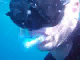 MUST SEE - Diving with a Whale Shark in Bahia de los Angeles