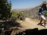 Joshua tree