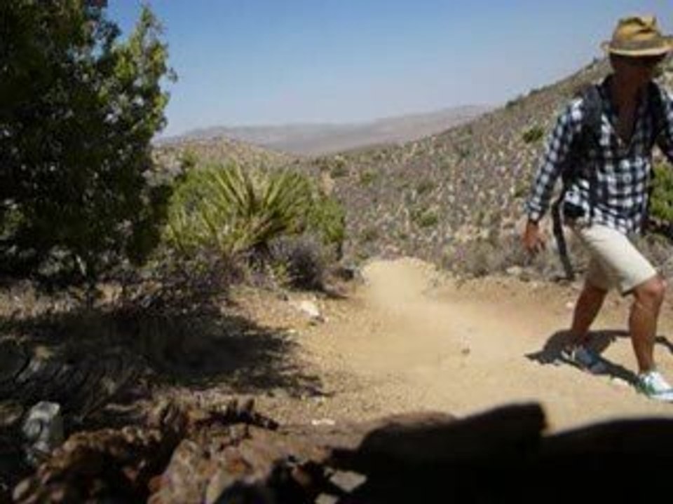 Joshua tree