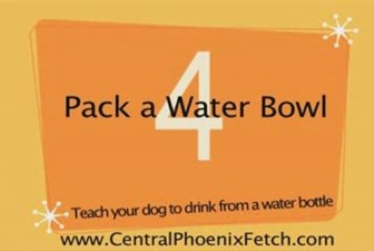 dog day care phoenix,pet boarding phoenix az