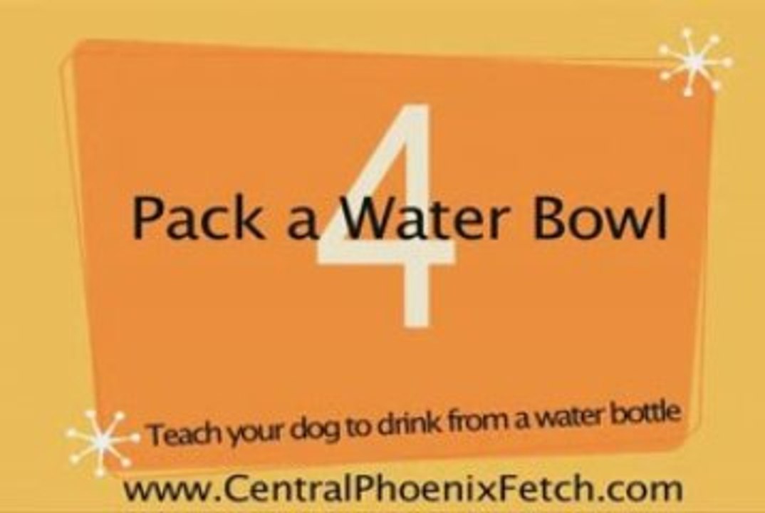 dog day care phoenix,pet boarding phoenix az