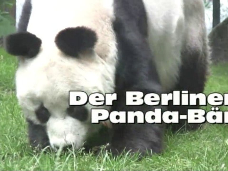 Pandaworld: Bao Bao Der Berliner Panda-Bär