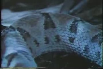 MUST SEE - Tarantula vs Snake- Great Fight!, versus vs