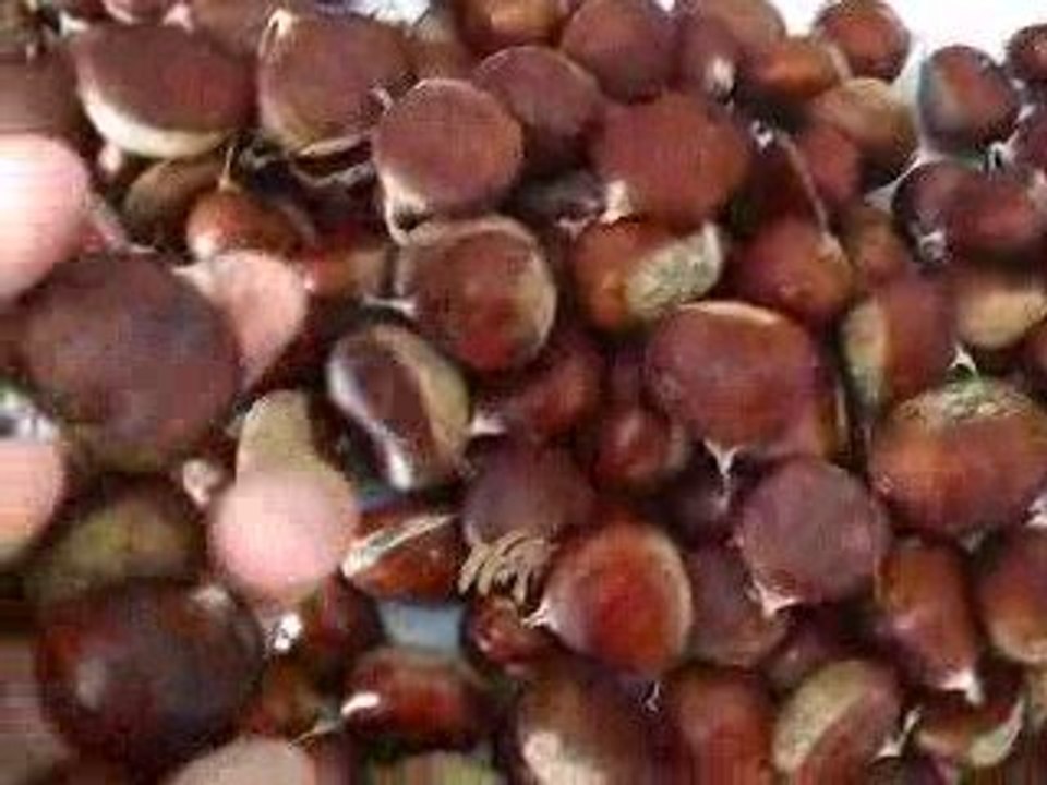 Turkish Chestnuts  Red round Marrons type -ŞEKERCİ KESTANE