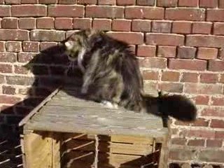 Jeux du matin,  faire courir môman