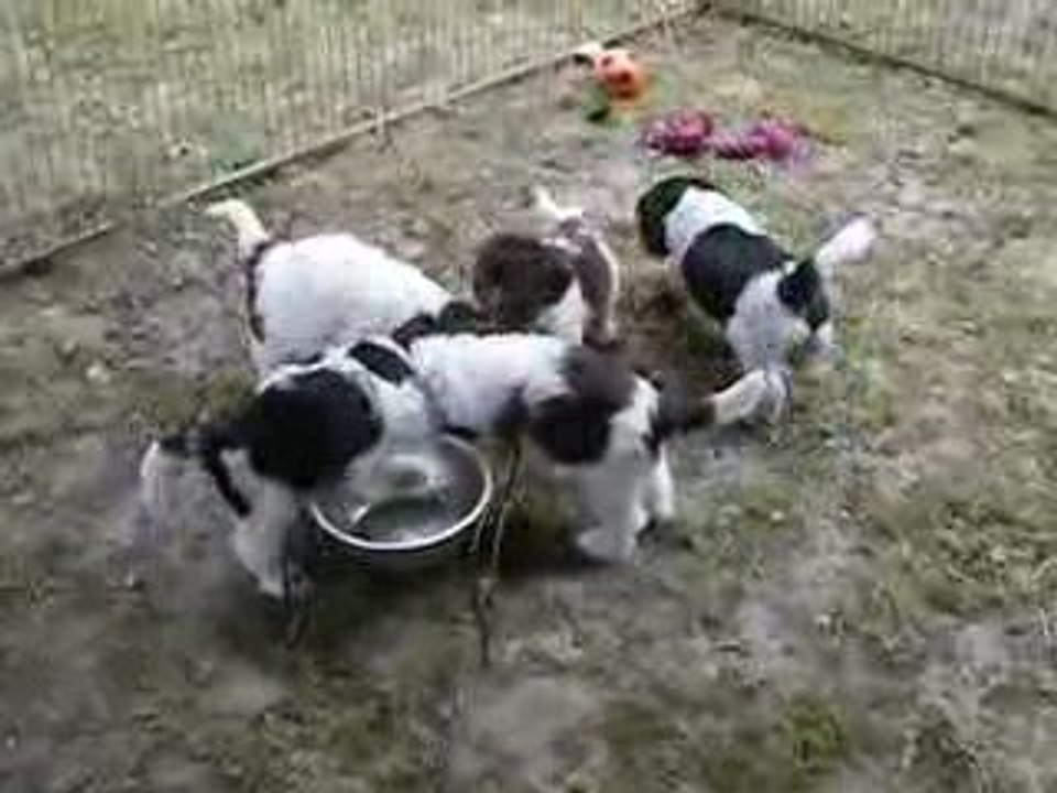 Les bébés de Unchain et Toto