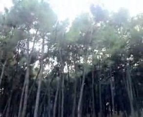 Serdar Sevinç - Serdarinho - Futbol Performansı