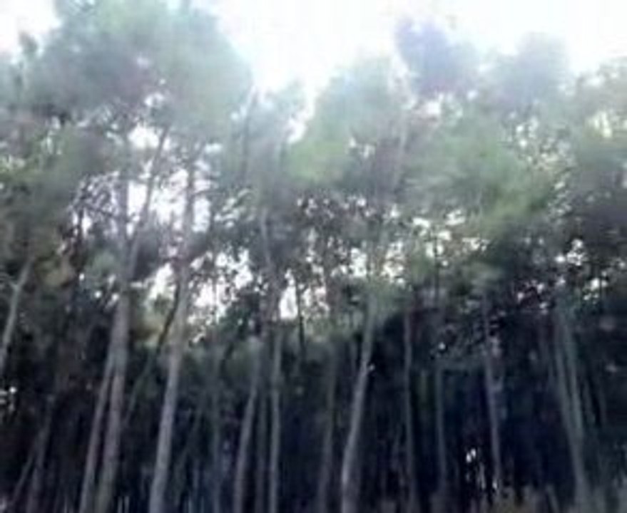 Serdar Sevinç - Serdarinho - Futbol Performansı