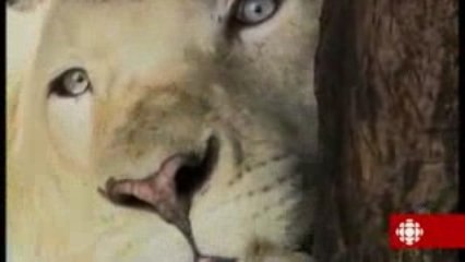 Découverte : Lion blanc, rarissime et menacé