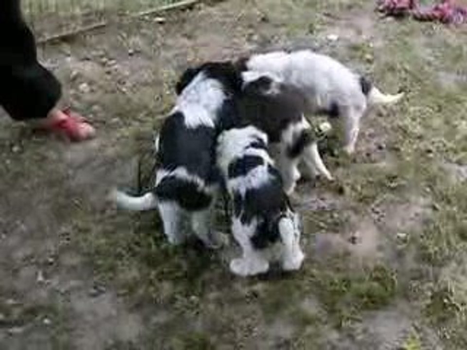 Les bébés de Unchain et de Toto