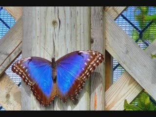 Concerto pour une voix Danielle Licari