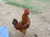 le chant du coq