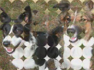 Maya et Poupette soeurs de sang