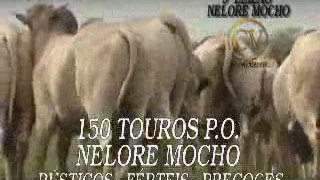 VT_9_LEILAO_NELORE_MOCHO_CV