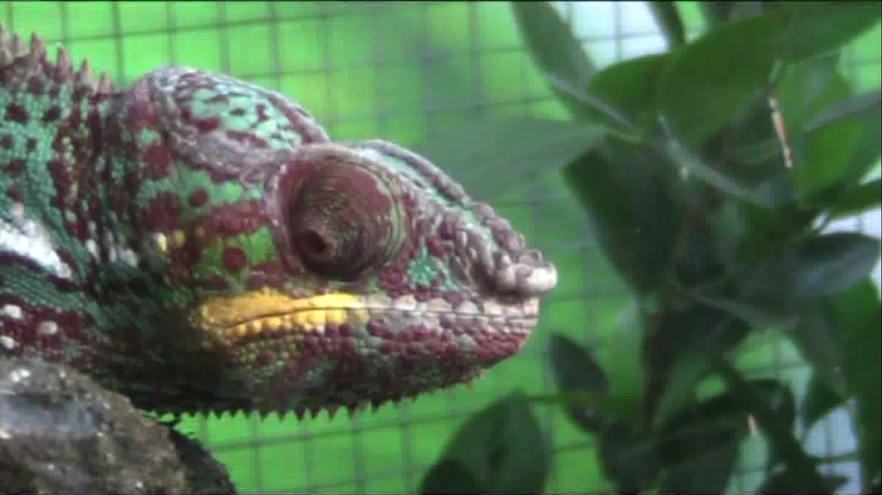 38 - Biodôme
