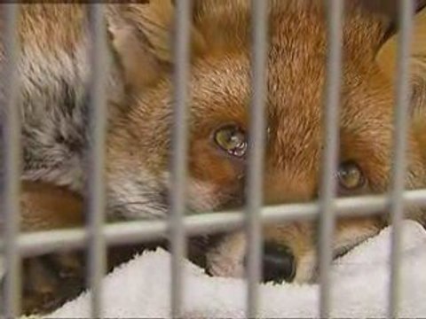 Crimes against animals are overlooked, say conservationists