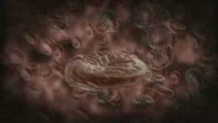 Infected Blood cells