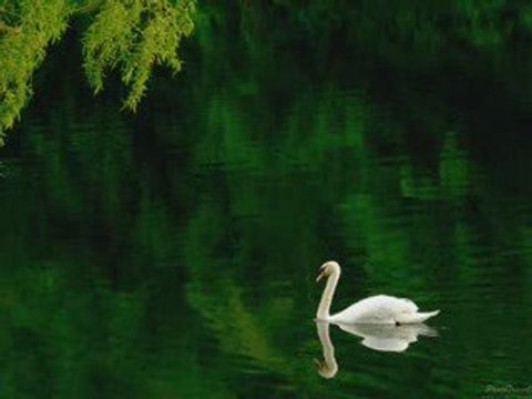 OLMASAYDI SONUMUZ BÖYLE/AHMET KAYA/DENİZ UMUT