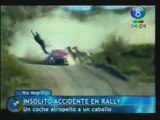 Horse Power : Fatal Crash. Rally car hits Horse !!!