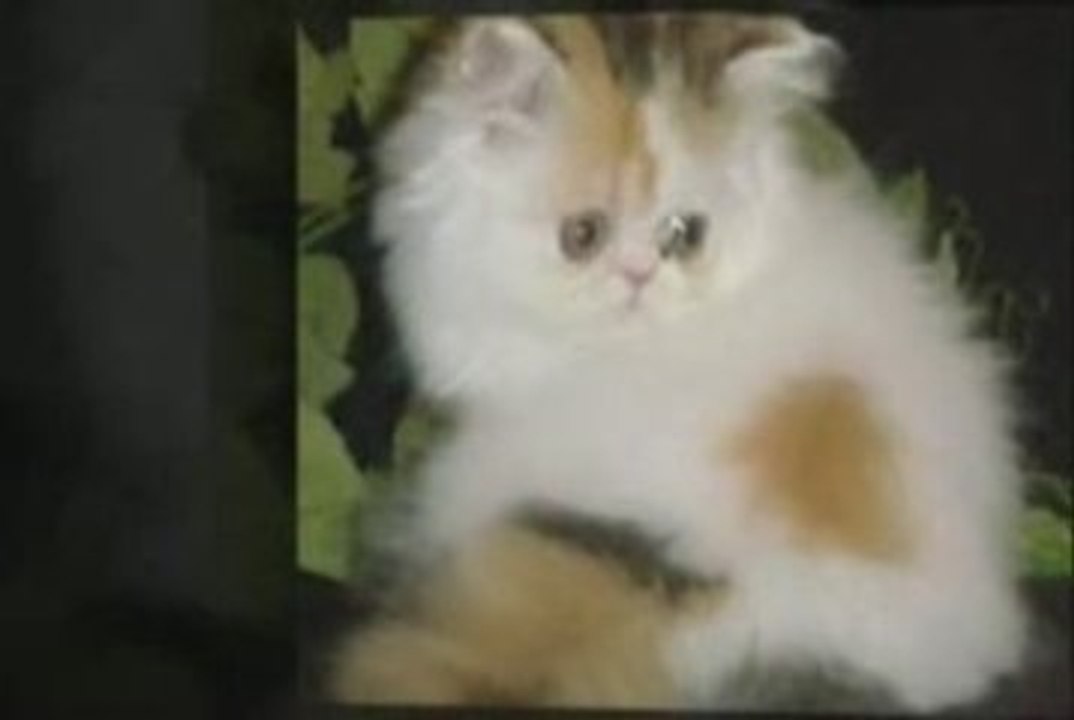 Purrinlot Vid 1
