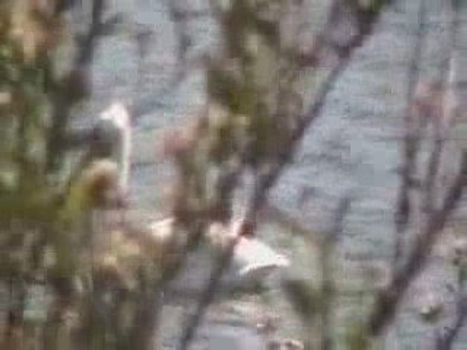 Pelican