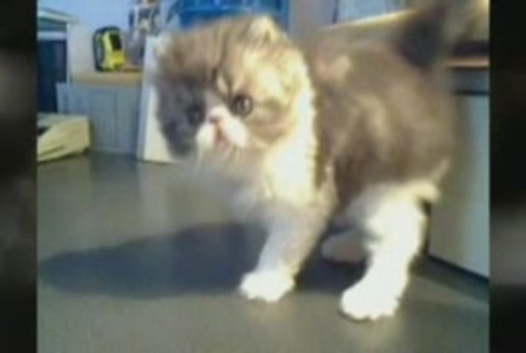 purrinlot vid 6