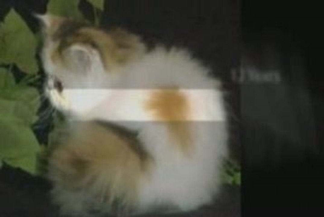 purrinlot vid 8