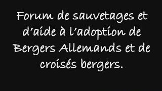 Bergers Allemands et croisés bergers à l'adoption-v2