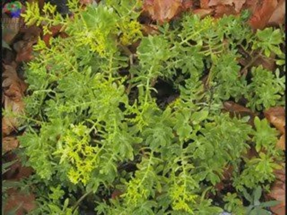 Surviving the Singularity HQ