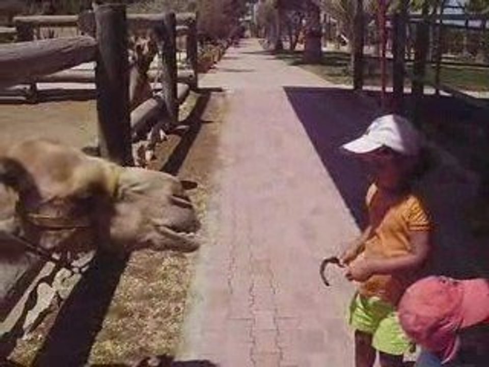 Camel Park 17 aout 09