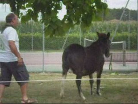 Vidéos de Courses d'ânes