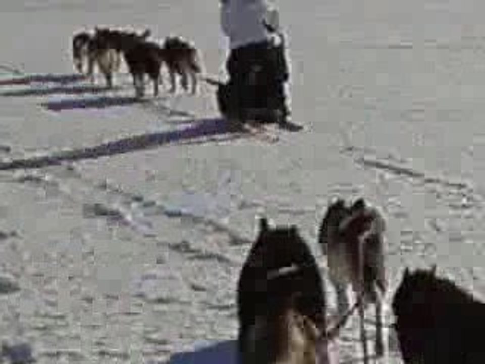 chiens de traineau sur l aubrac