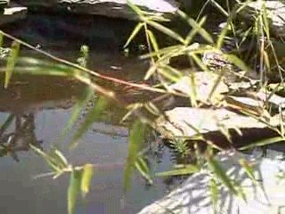 le bassin au mois d aout