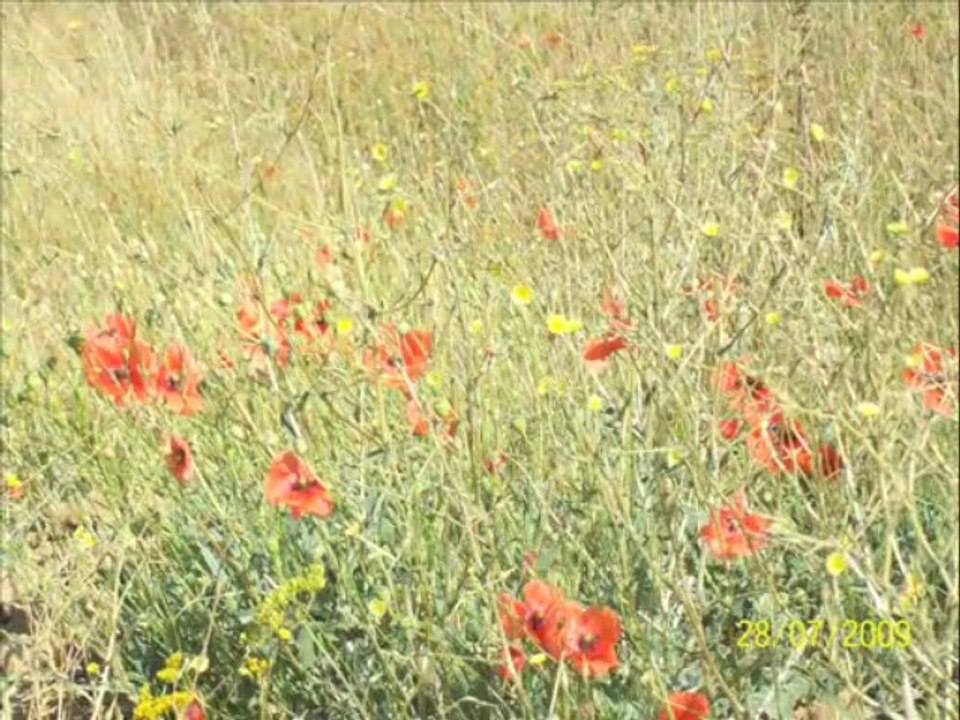 SİVAS  -  ULAŞ - GÜNEŞLİ KÖYÜ