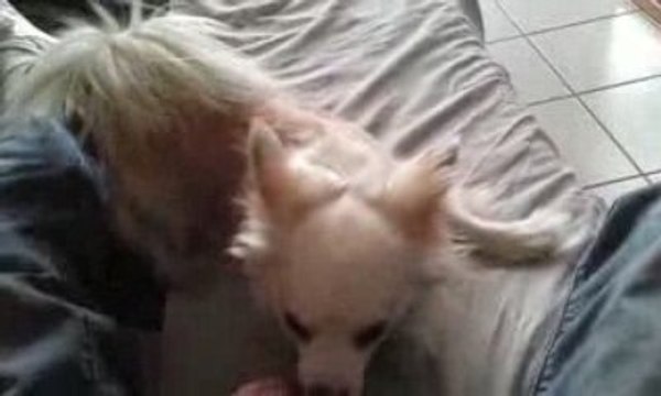 nos amis les bêtes vovox dans son délir