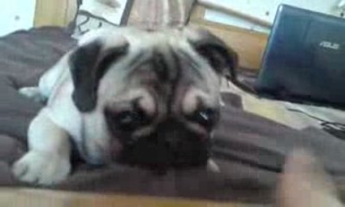 boboy taré nos amis les bêtes n° 2 carlin elboy