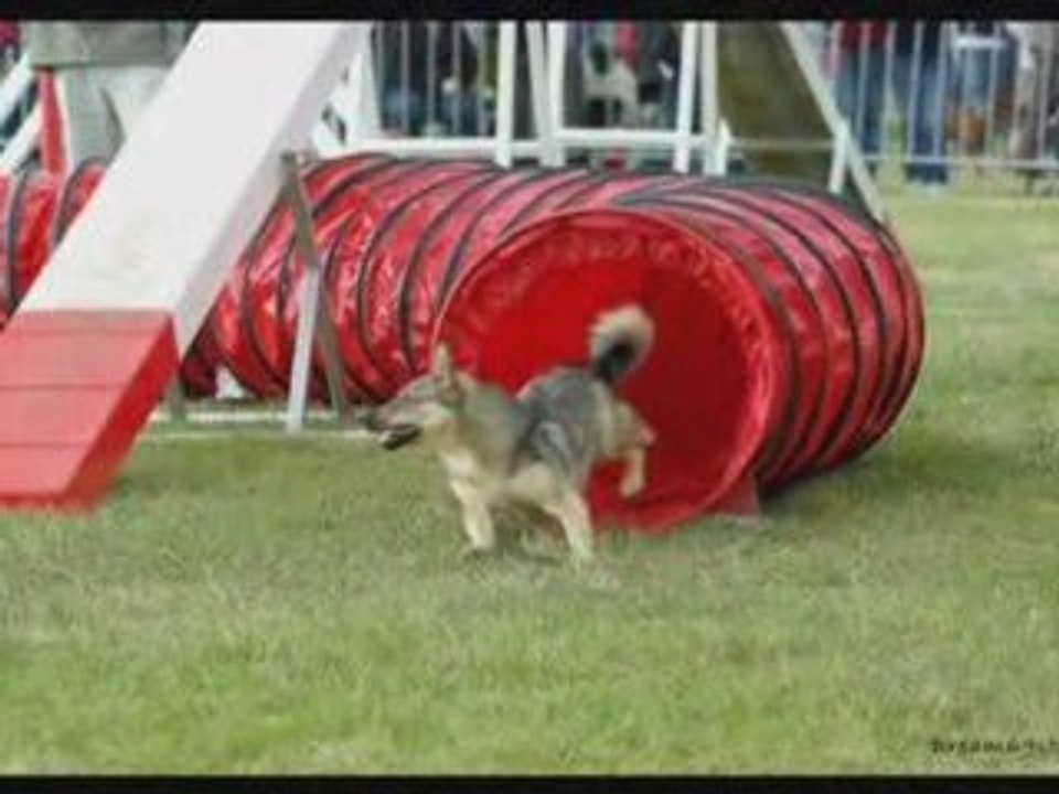 Amboise 2009 ch de France agility 1er partie (a, b 2e degré)