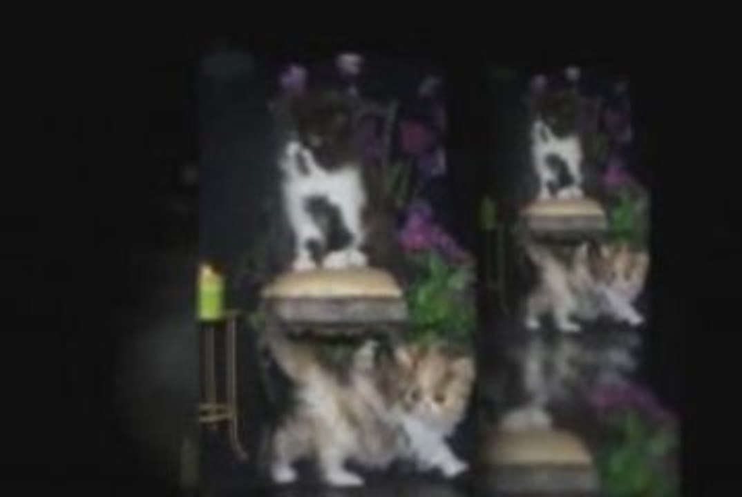 Persian Cats Breeding and Caring