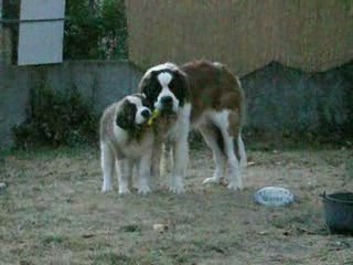 djumbé et déclic dans le jardin 1
