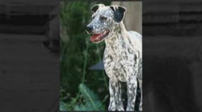 designer dog leashes