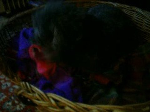 doggy dolly chez mr aout 09 gentils dolly serviette