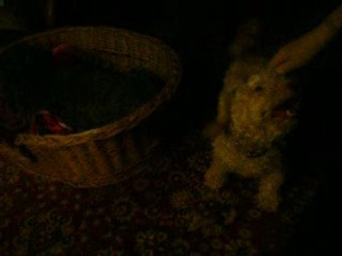 doggy dolly chez mr aout 09 brosse