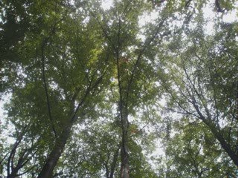 cheb hindi compilation rai La3chiq-tilifon-malek