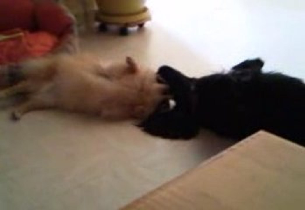 cookie et lysie jeux01