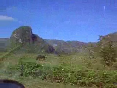 CUBA 2008 020 VINALES 2008