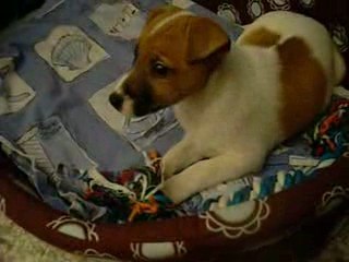 Dédé Scrub notre parson jack russell.