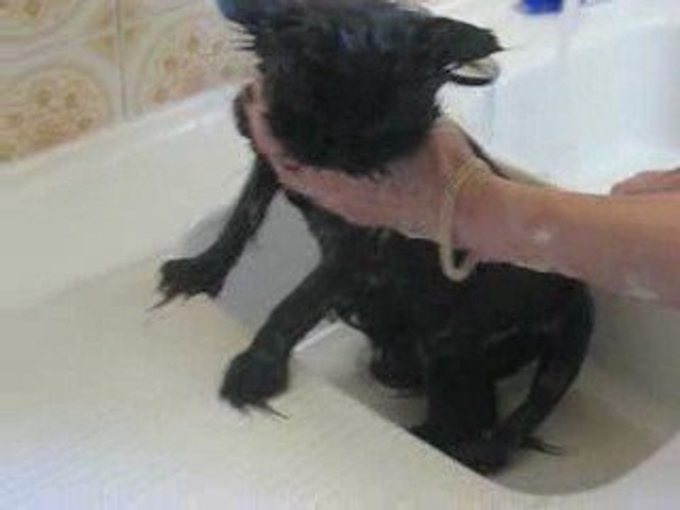 pussy... le bain
