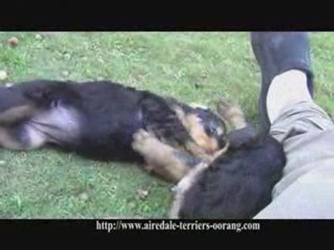 Airedale Terrier Puppies - Oorang airedales