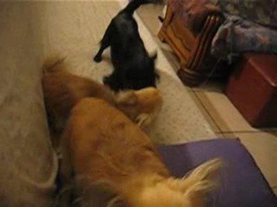 Sethie, Jolie et Horatio