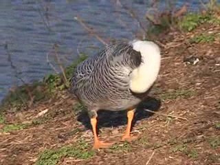 Birds enjoy sun worship as much as humans